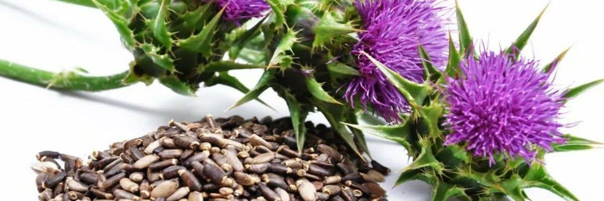 Milk Thistle Extract.jpg